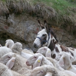 Mastel Alessandro - monticazione delle pecore 2010